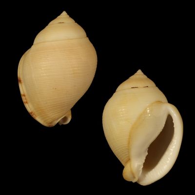 Semicassis craticulata