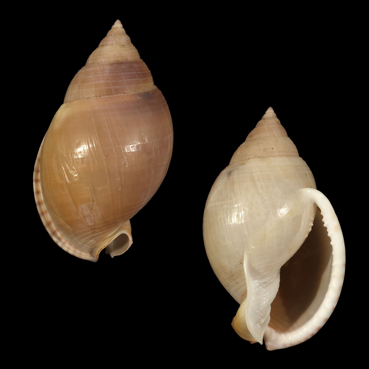 Semicassis bulla