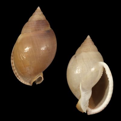 Semicassis bulla