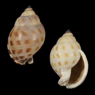 Semicassis faurotis
