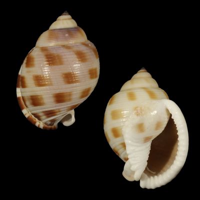 Semicassis faurotis