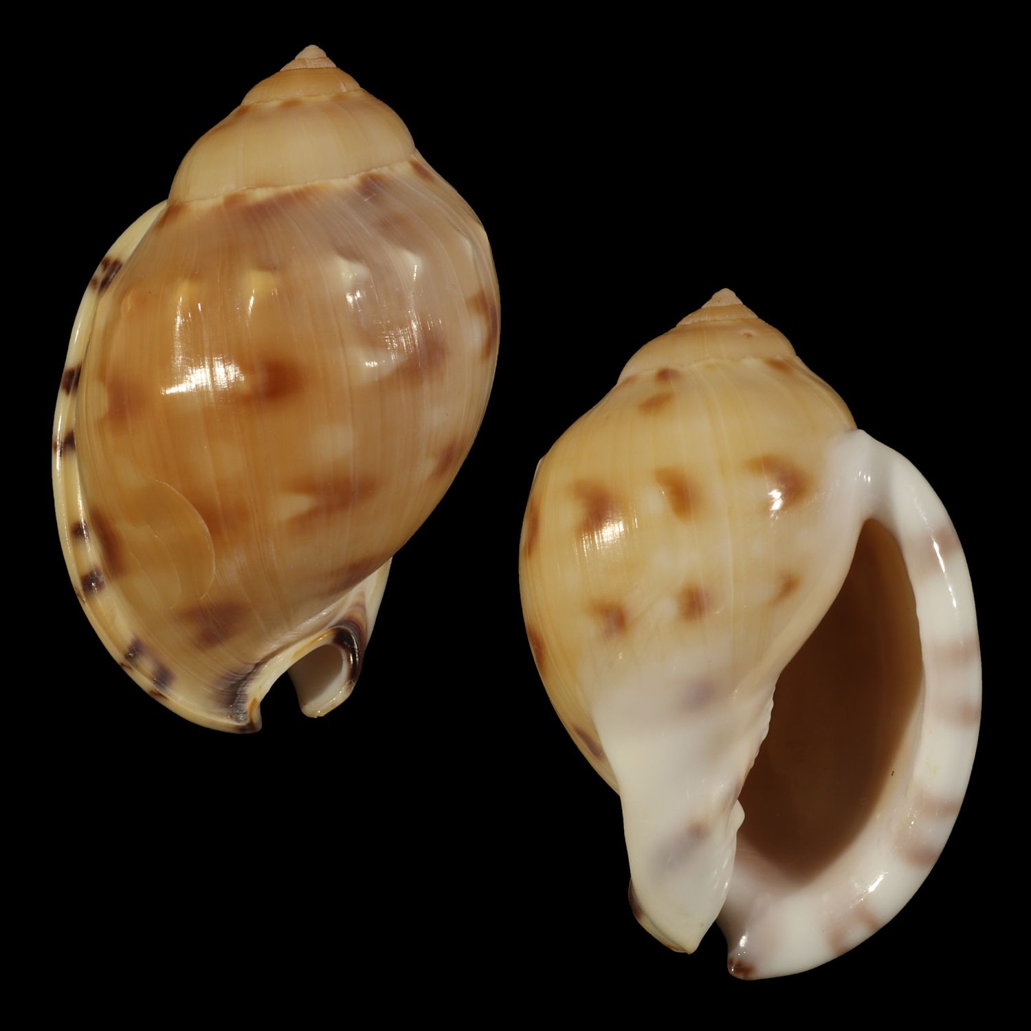 Semicassis iheringi