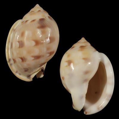 Semicassis iheringi