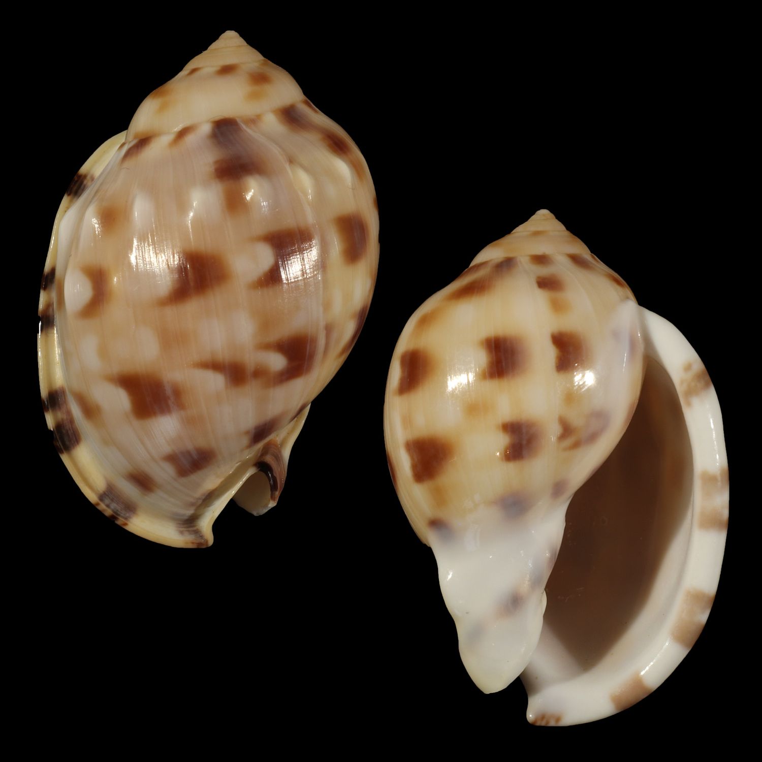Semicassis iheringi