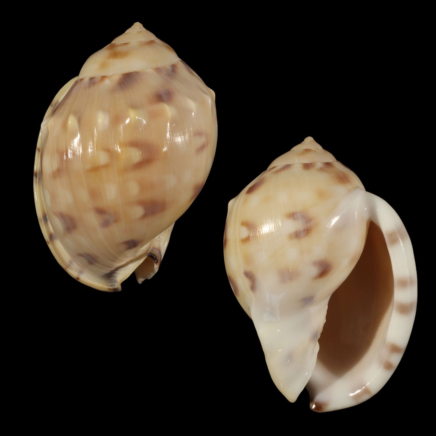 Semicassis iheringi