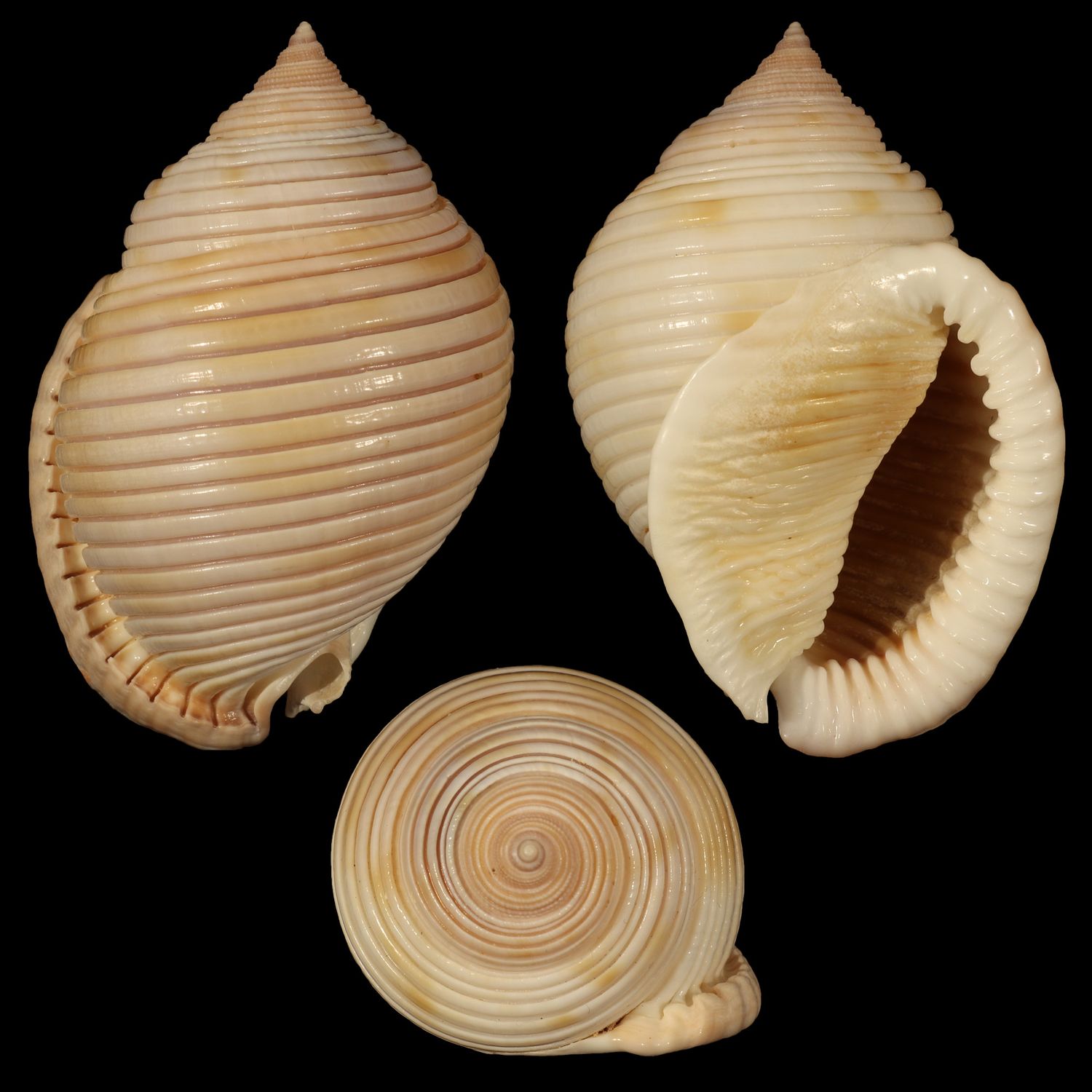 Semicassis umbilicatus