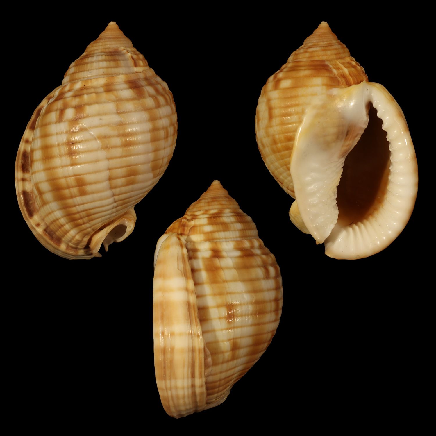 Semicassis undulata