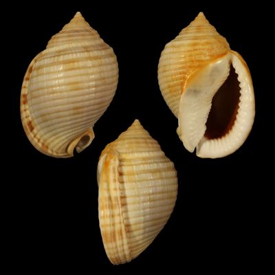 Semicassis undulata