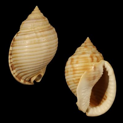 Semicassis undulata