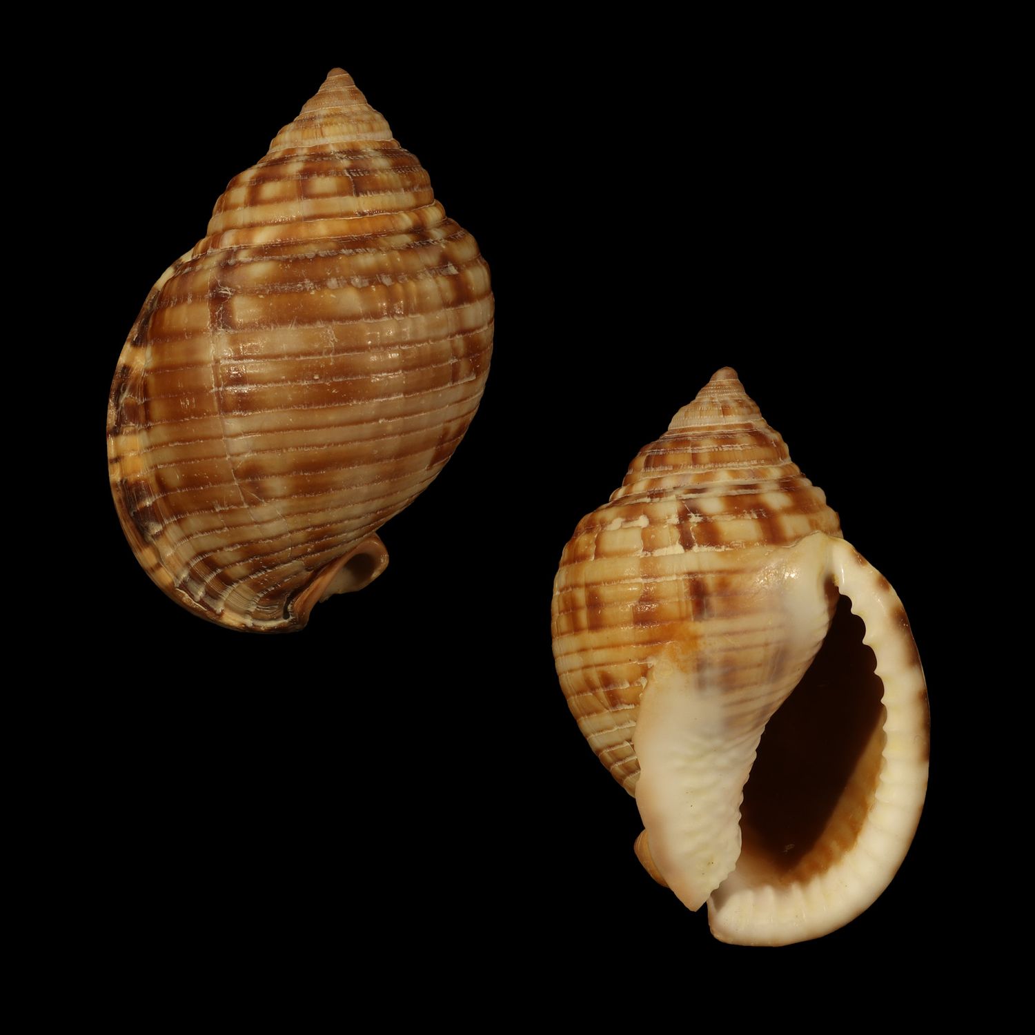 Semicassis undulata