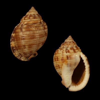 Semicassis undulata