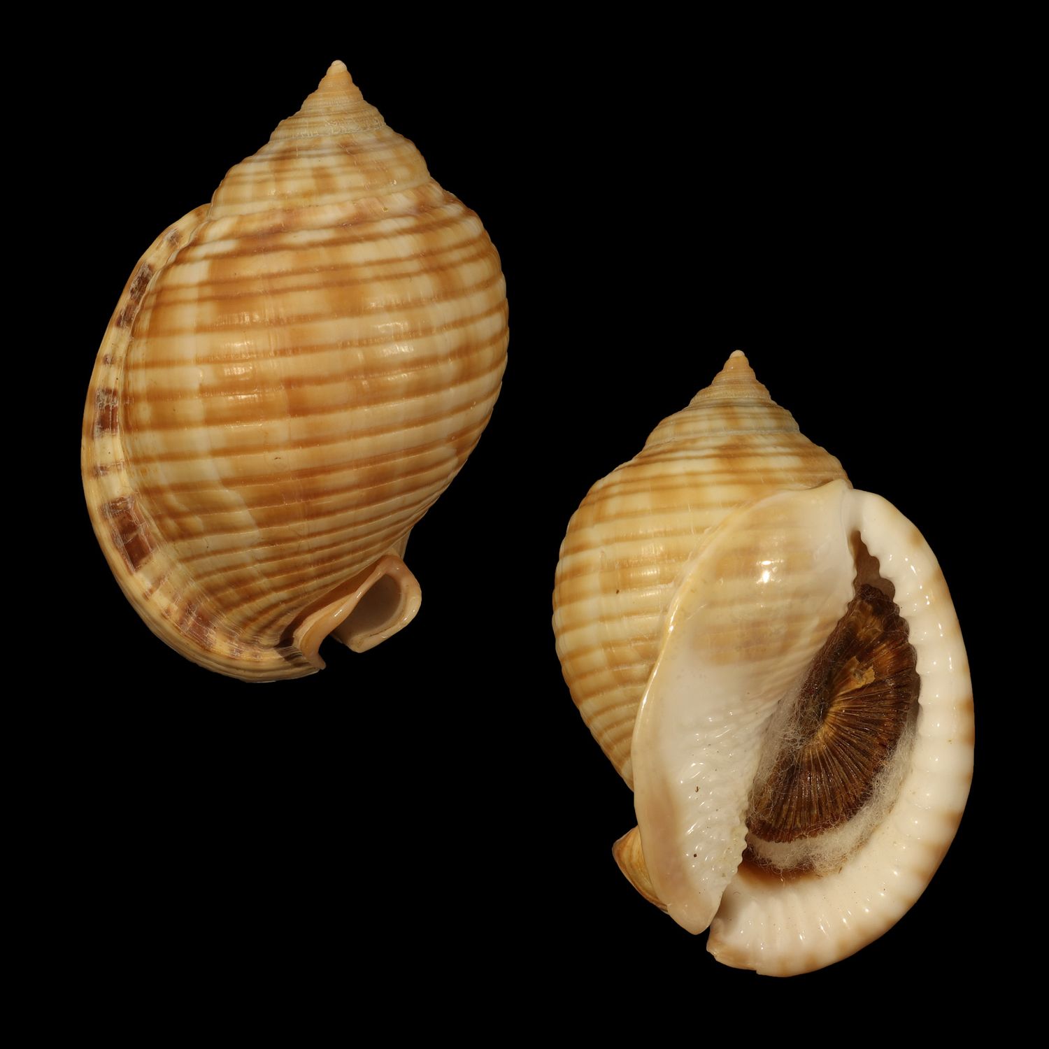 Semicassis undulata