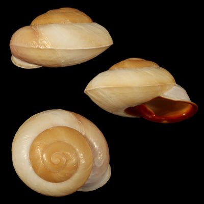 Pyrochilus pyrostoma