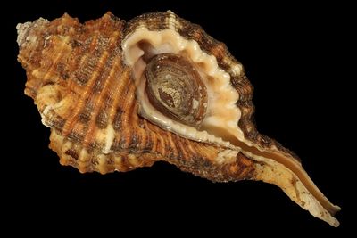 Ranularia sarcostoma