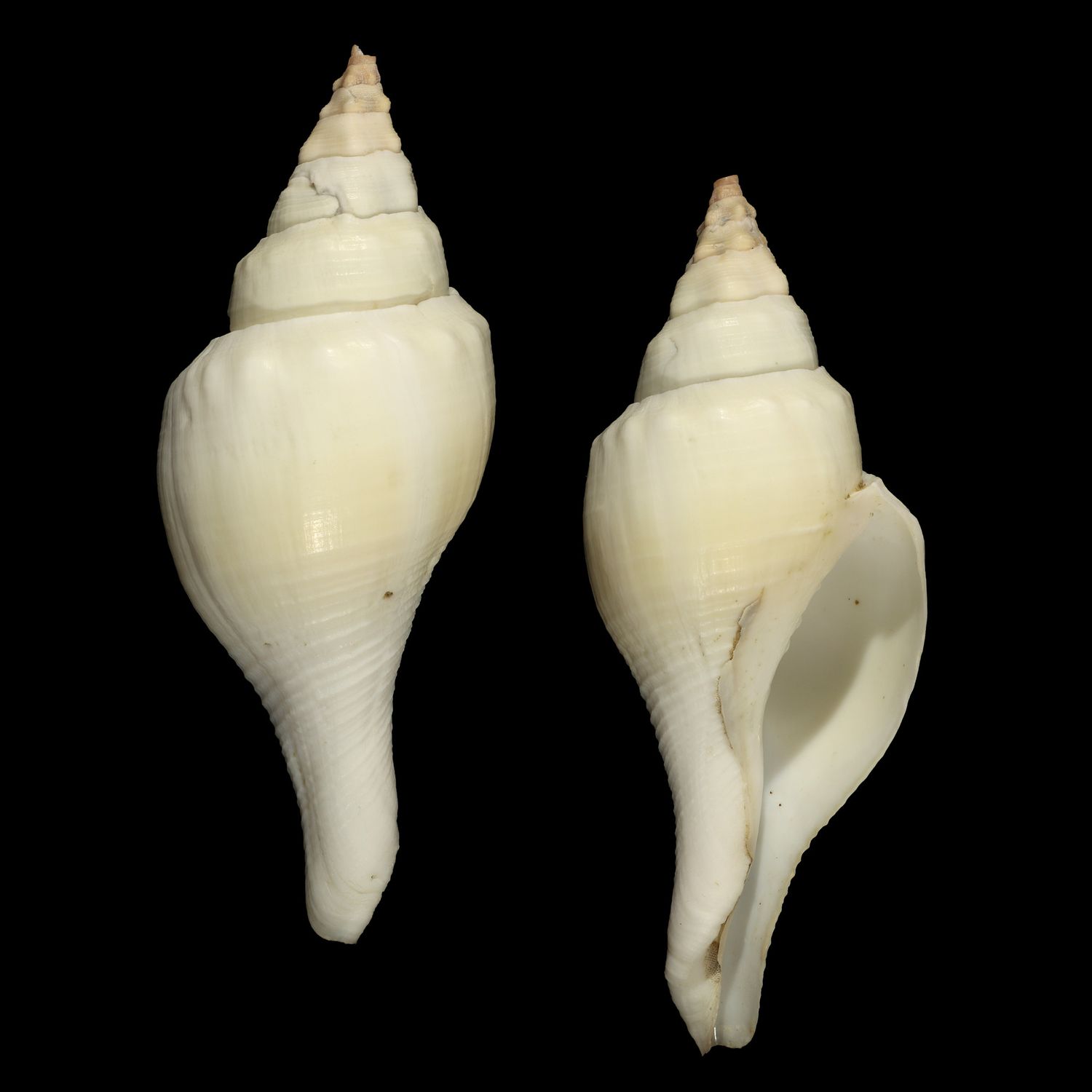 Turbinella fusus