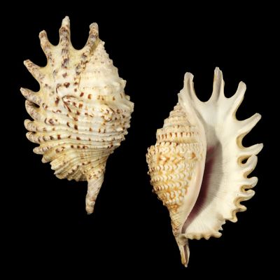 Ophioglossolambis violacea