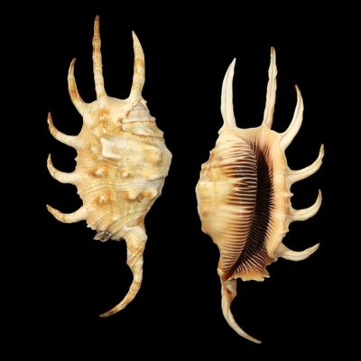 Lambis millepeda x scorpius