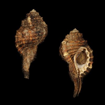 Ranularia sarcostoma