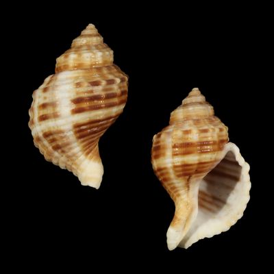 Linatella caudata