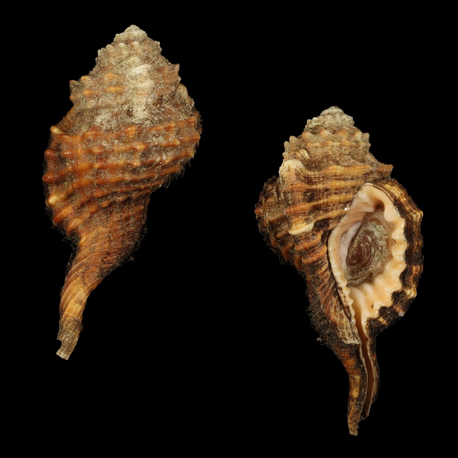 Ranularia sarcostoma