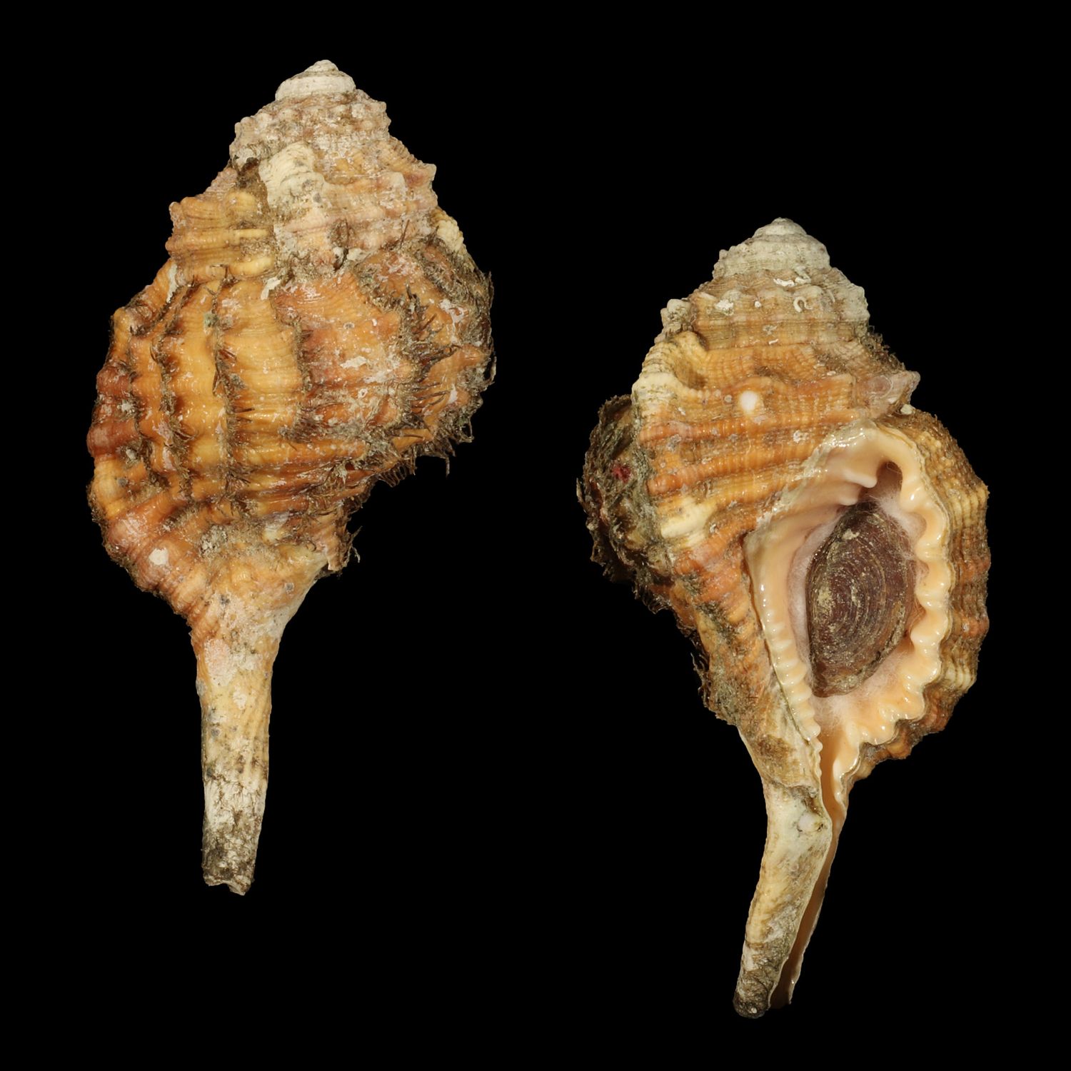 Ranularia sarcostoma