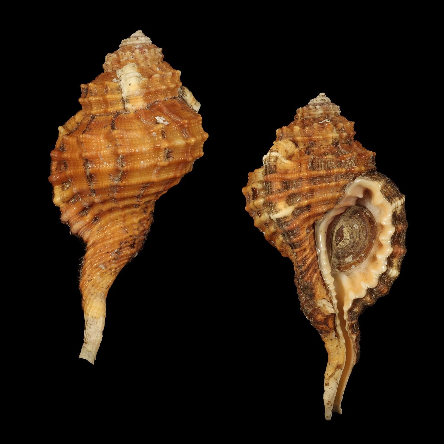 Ranularia sarcostoma