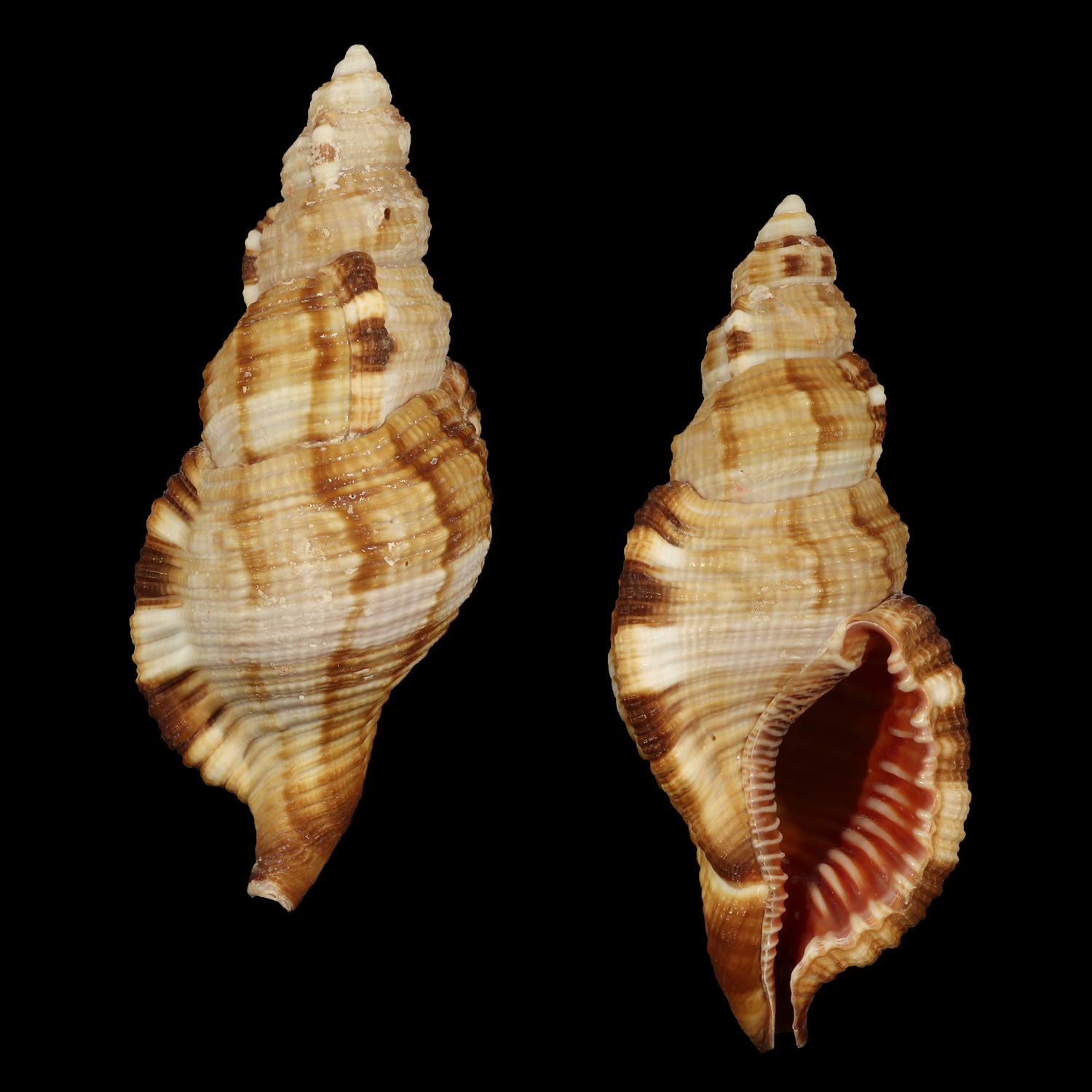 Monoplex pilearis