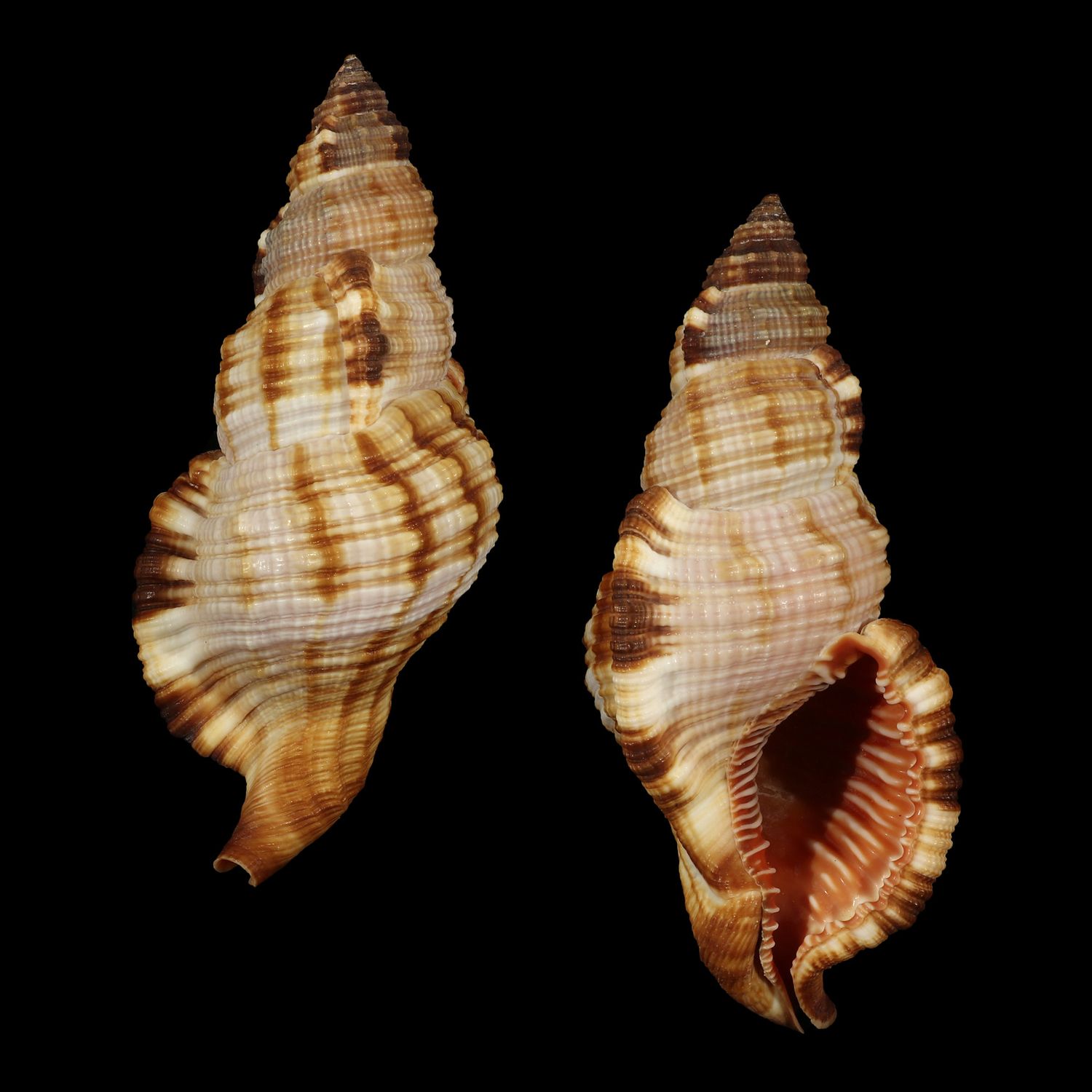 Monoplex pilearis