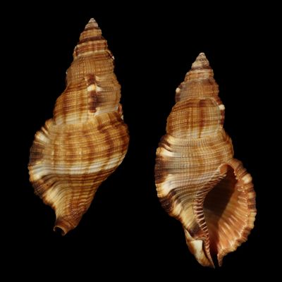 Monoplex pilearis