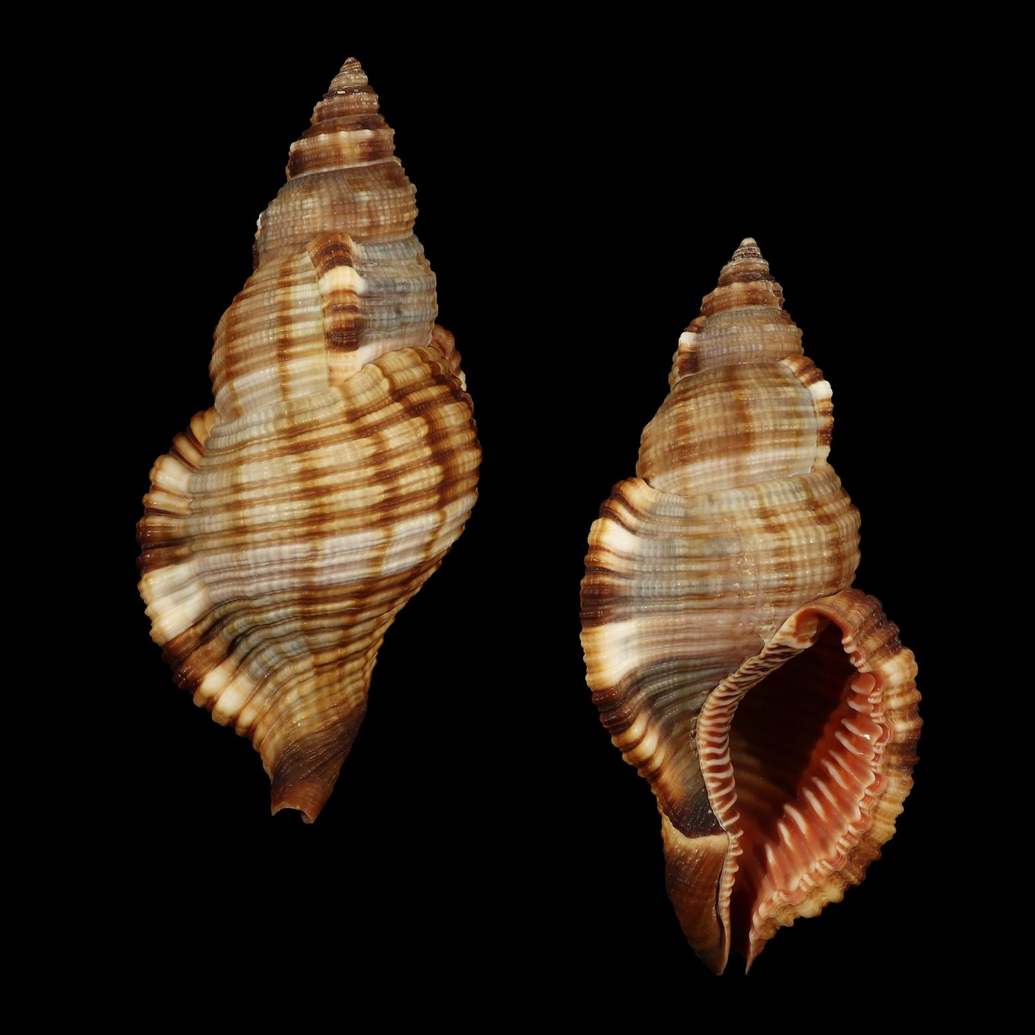 Monoplex pilearis BIG