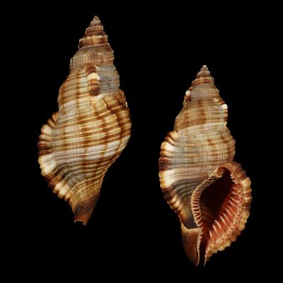 Monoplex pilearis BIG