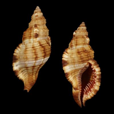 Monoplex pilearis