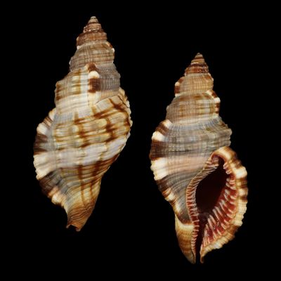 Monoplex pilearis
