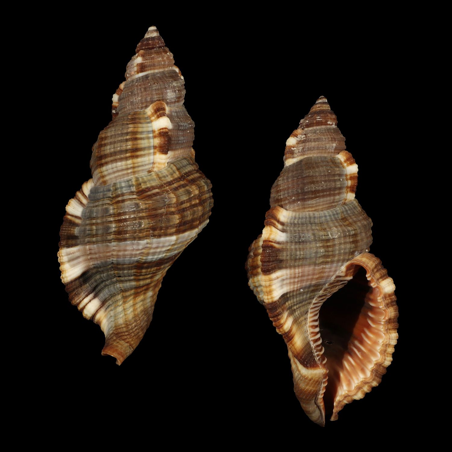 Monoplex pilearis