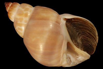 Babylonia zeylanica f. bengalensis