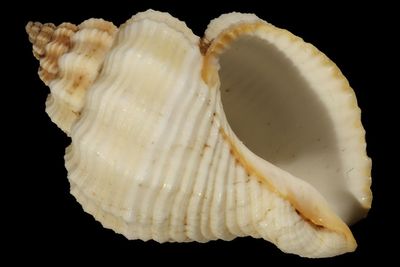 Cantharus tranquebaricus