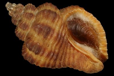 Cantharus erythrostoma