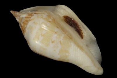 Labiostrombus eloiseae