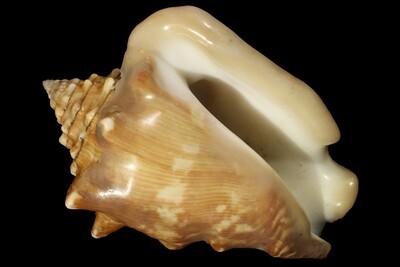 Afristrombus latus
