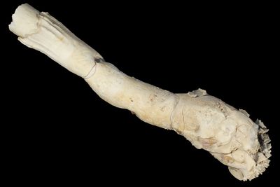 Penicillidae