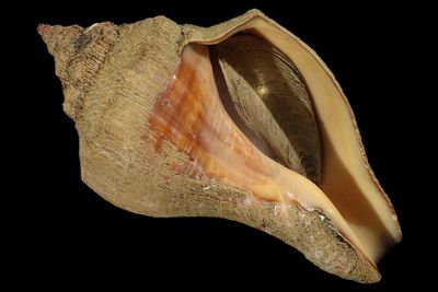 Volegalea cochlidium