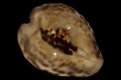 Barycypraea teulerei