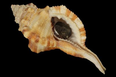 Ranularia testudinaria