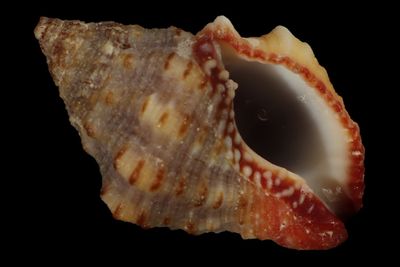 Gemophos sanguinolentus