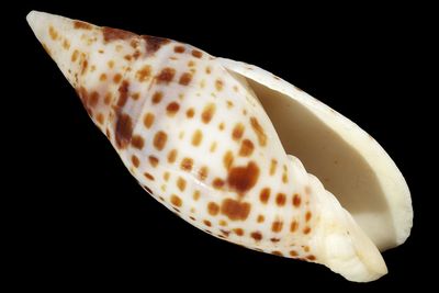 Quasimitra cardinalis