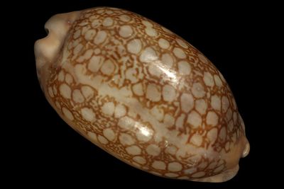 Mauritia scurra occidua