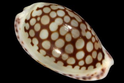 Cribrarula comma