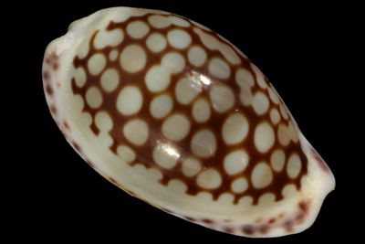 Cribrarula comma toliaraensis