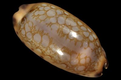 Mauritia scurra