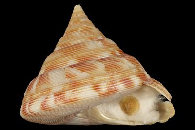 Bouchetitrochus caledonicus